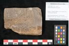 Foto (Objekt + Etikett) von Voltzia heterophylla Brongniart (NHMW-GEO-2024-0188-11132)